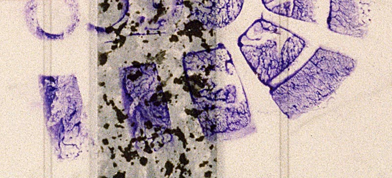 coomassie blue for shoeprints